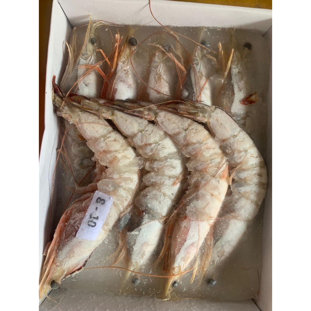 

Udang Jerbung Laut Fresh Segar Frozen / Udang Laut / 1 KG