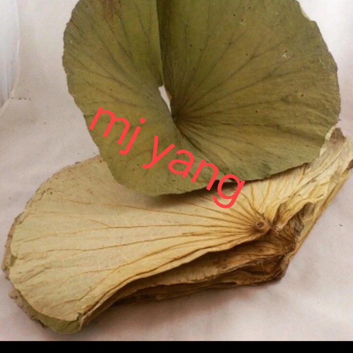 

PREMIUM Daun teratai kering fresh / lotus dried leaf CURAH PER 1kg - untuk