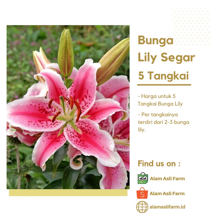 BUNGA LILY SEGAR