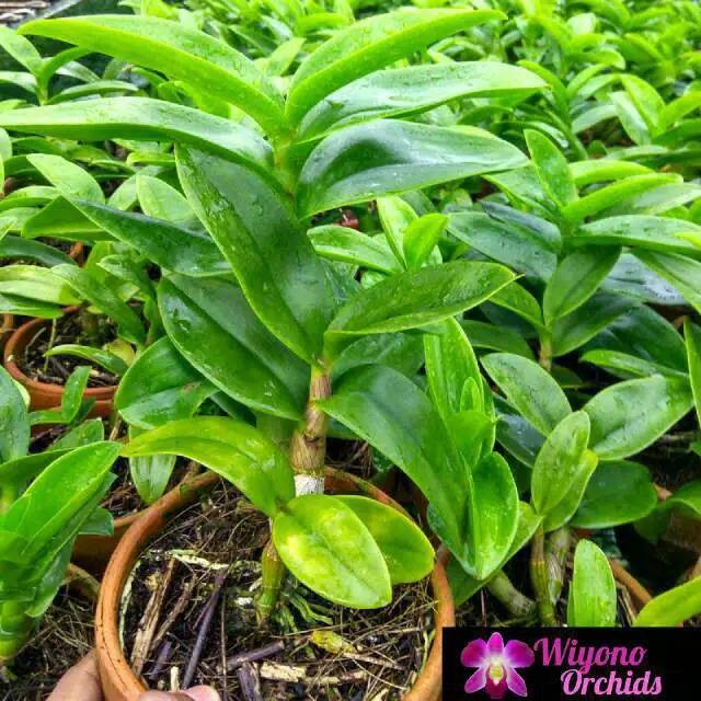 PROMO PAKET ANGGREK DENDRO 6 JENIS DEWASA