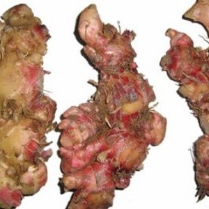 

Jahe Merah Medan Super 1 kg (sudah di cuci)