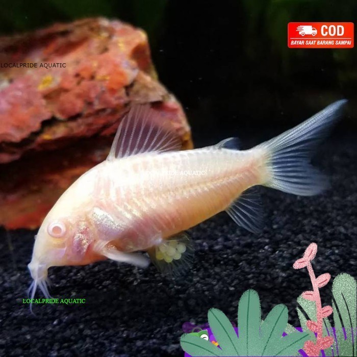 (BestSeller) Corydoras Albino / Algae eater / Algaeater / Pembersih Aquascape