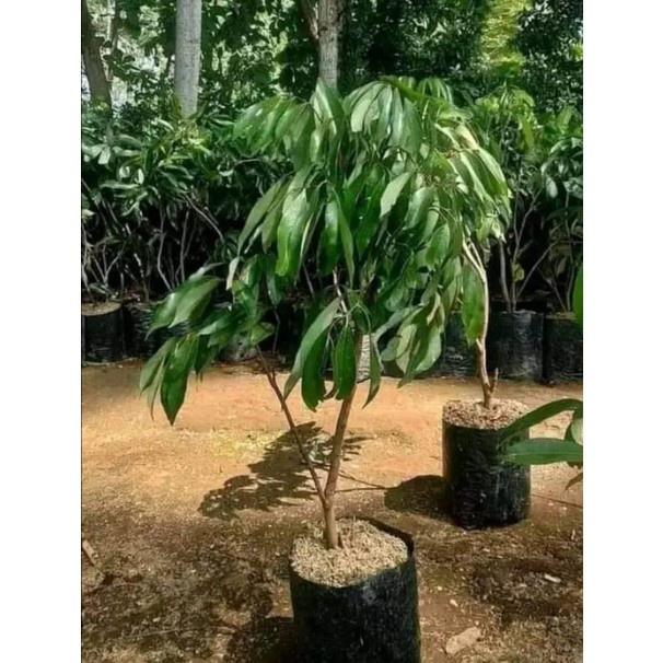 [BestSeller] bibit leci merah tanpa biji / leci com tanpa biji