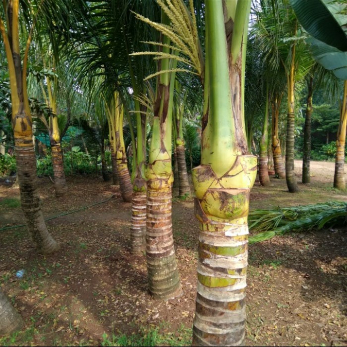 Terlaris Pohon Kelapa Ijo - Tanaman Kelapa Ijo