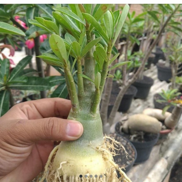 [BestSeller] KAMBOJA JEPANG BONGGOL BESAR ADENIUM