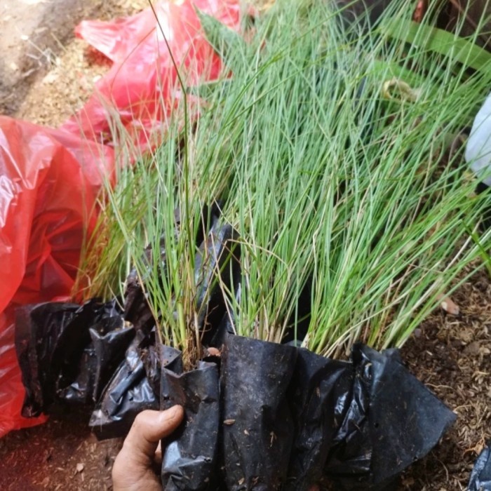 [BestSeller] Tanaman ekor kuda Pohon buntut kuda Alang Alang buntut kuda love grass