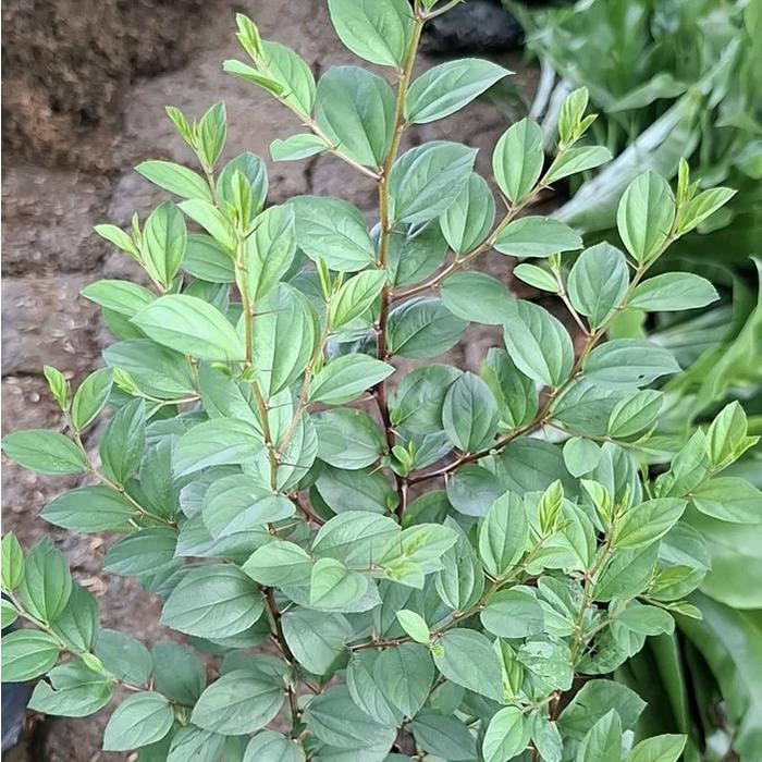 Tanaman bidara arab asli tinggi 30 cm