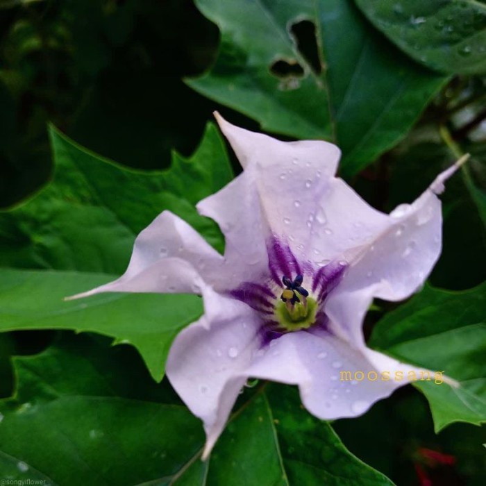 Tanaman hias bunga terompet ungu / kecubung ungu / datura stramonium