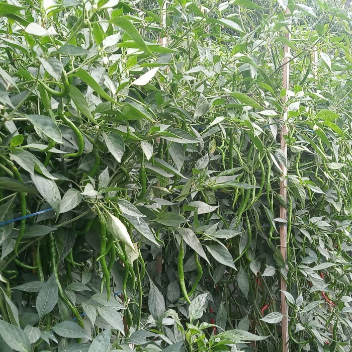 (BestSeller) BENIH CABAI KERITING HIBRIDA TROPHY 77