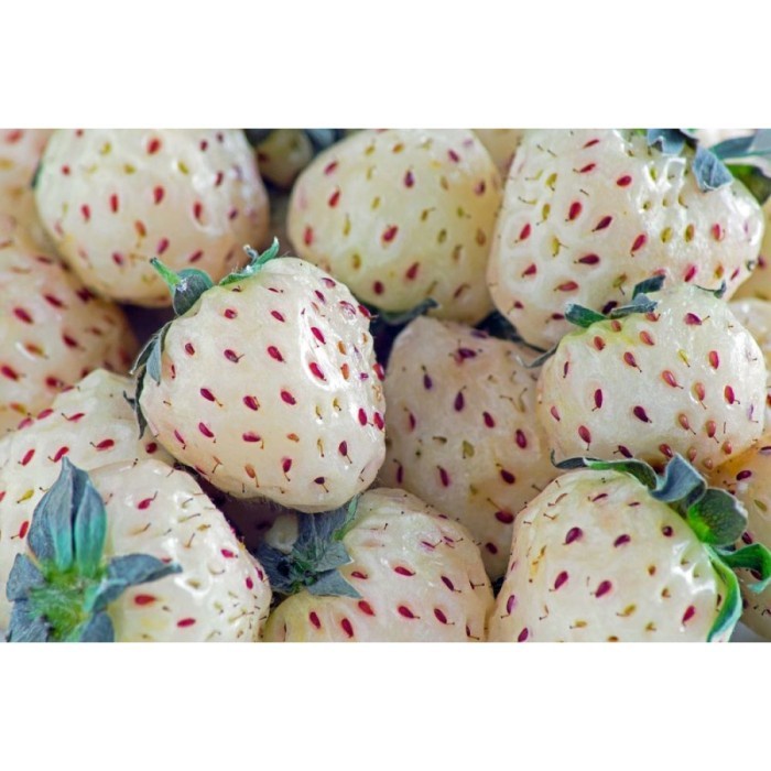 [BestSeller] Benih Bibit Biji Buah Stroberi Strawberry White Alpine Import