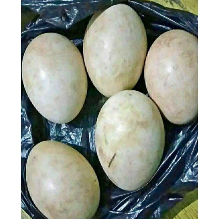 

(BestSeller) Telor angsa/telor soaang temburuk asli