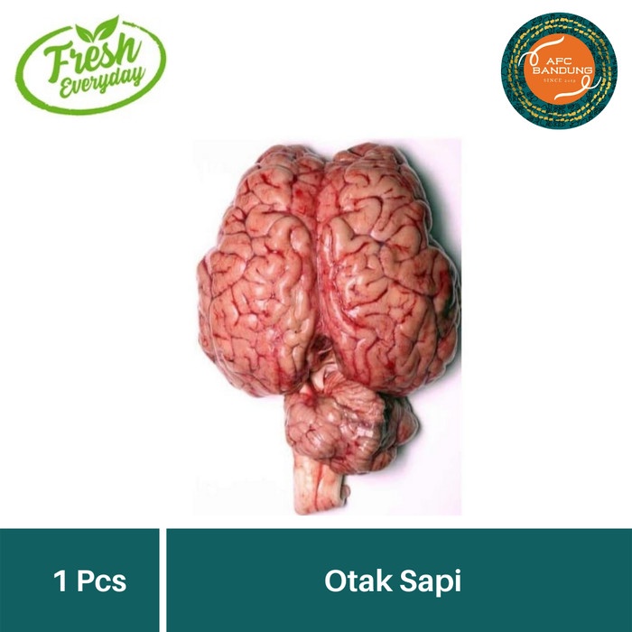 

Otak Sapi Utuh Satuan Daging Otak Sapi Fresh 1pcs