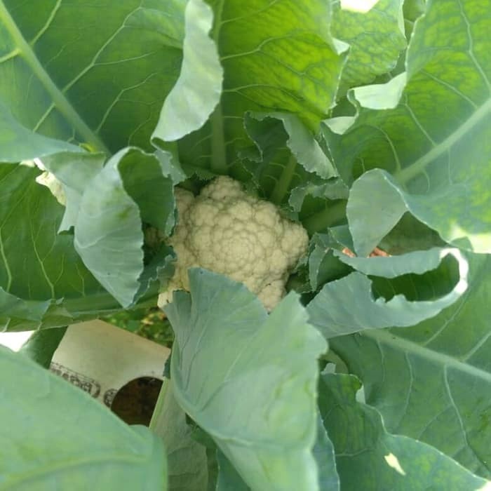 AB mix Premium 1 Liter ( Sayur Buah dan Umbi)