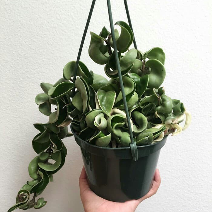 Tanaman Hias Gantung Hoya Compacta Curly - Hoya Carnosa