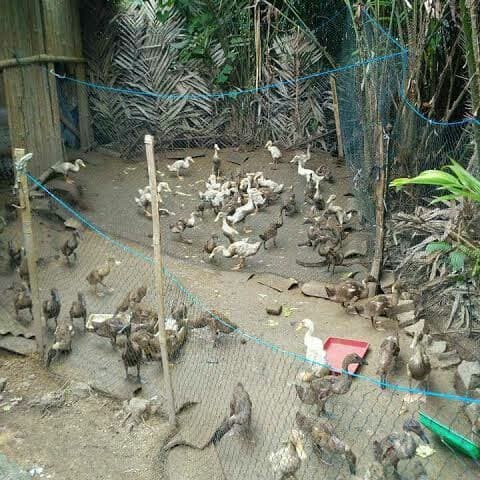 Terbaru Jaring Pagar Ayam 2,5meter Berkualitas
