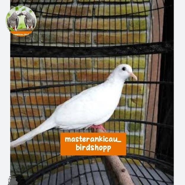 burung tekukur putih gacor mewah langka berpetuah katurangan