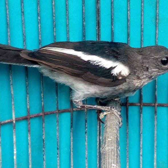 burung kacer bahan prediksi jantan