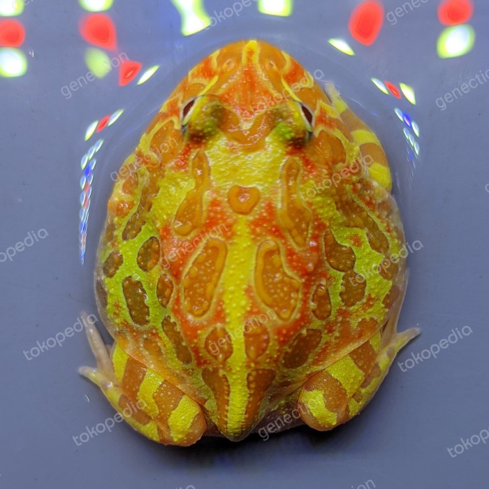 kodok pacman frog sunburst
