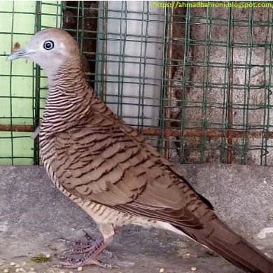 burung perkutut lokal