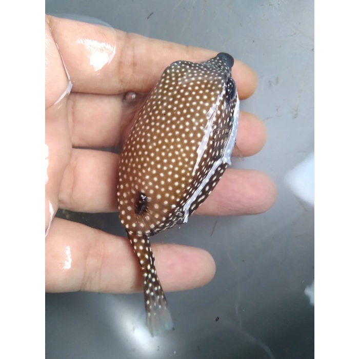 Buntal TOTOL - Ikan Hias Aquarium Air Laut