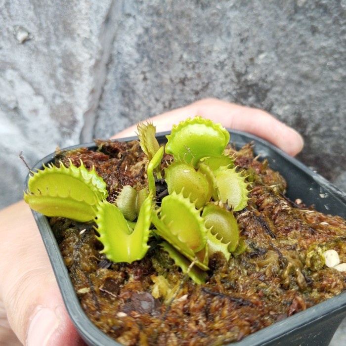Venus Flytrap VFT Bastard werewolf besar