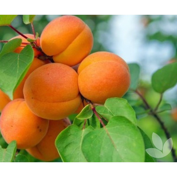 

A Dried Apricot / Aprikot Kering (100 Gram) By Granology