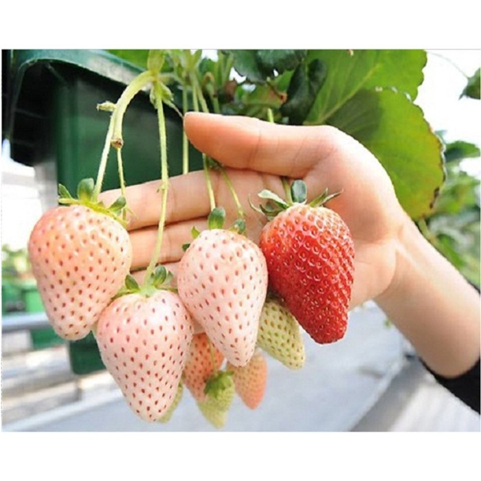[TopSeller] Benih Bibit Biji Buah Stroberi Strawberry White Alpine Import