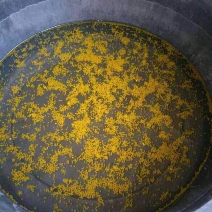 

(TopSeller) paketan 1000 butir telur gurame padang