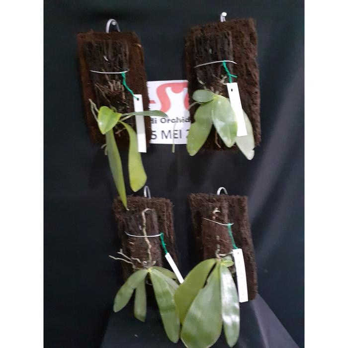 party-  Phalaenopsis bellina (remaja)