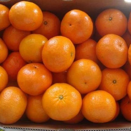 

Lezat- JERUK HONEY MURCOT IMPORT / BUAH JERUK MURCOTT SEGAR 1kg