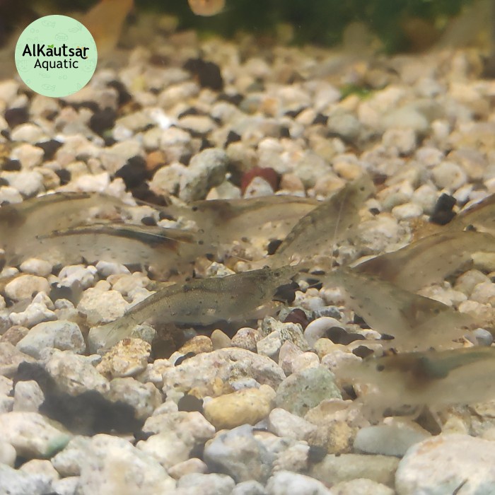 Udang Hias Amano Sulawesi/Sule
