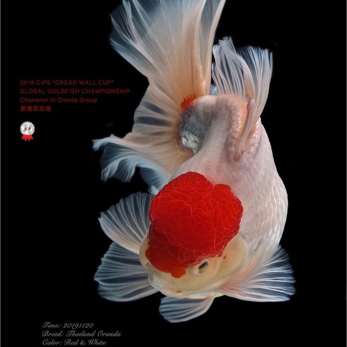 Ikan Koki Oranda Red Cup red cap berkualitas bagus untuk aquarium
