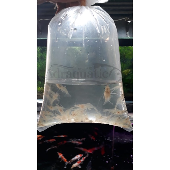 UDANG HIDUP 1 BUNGKUS UNTUK PAKAN IKAN PREDATOR MAKANAN ARWANA LOUHAN