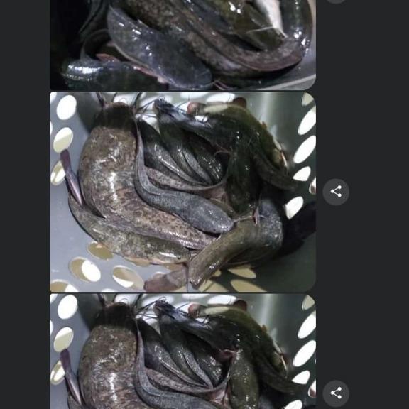 Sale Terbatas Essen Mancing Udang Galah Liar Paling Jitu Ikan Pancing Umpan Aman