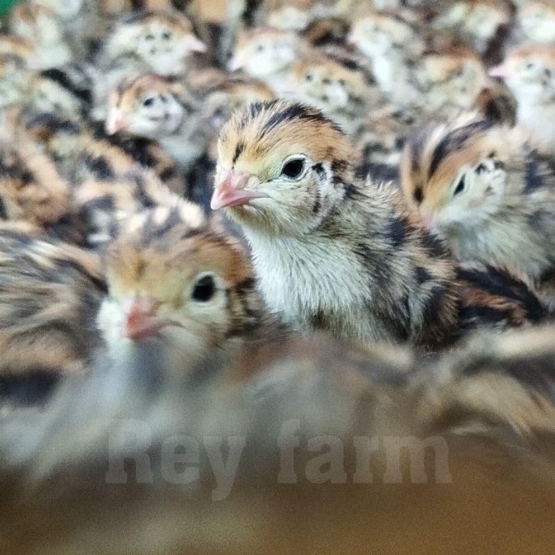 Doq Puyuh Jantan 1 Box Isi 400 ekor