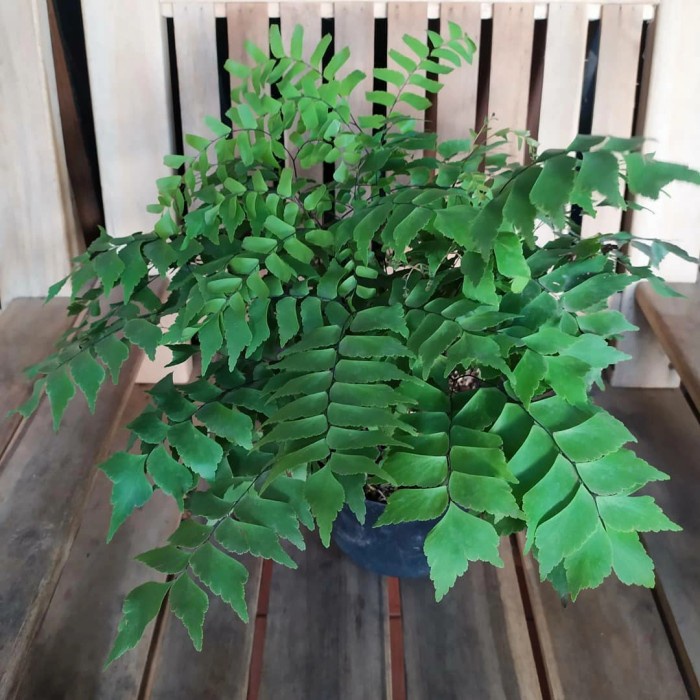murah- Tanaman gantung suplir gajah - tanaman hias suplir daun besar - suplir