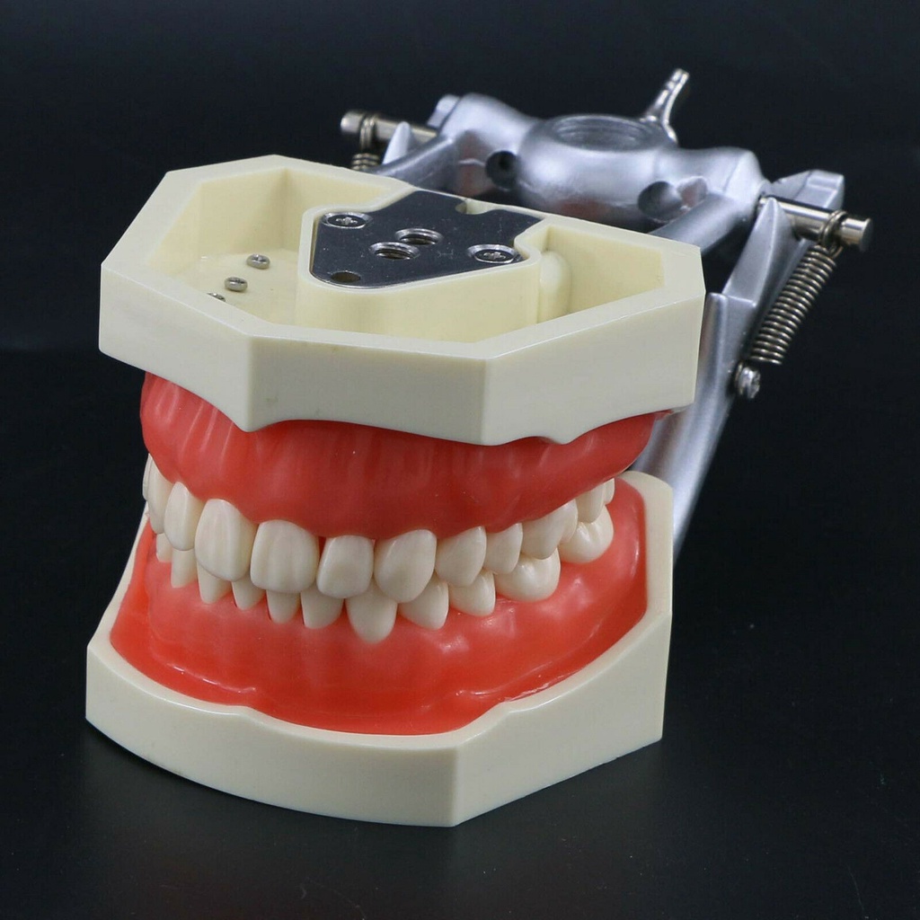 Kilgore NISSIN Style Dental Typodont Model 28PC Replacement Screw-in