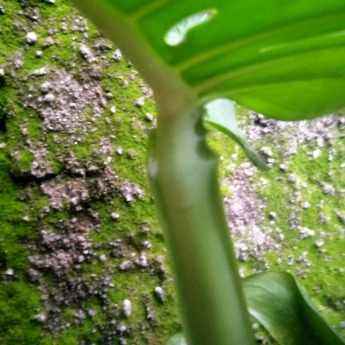 New Monstera King Deliciosa Gaint Asli Original