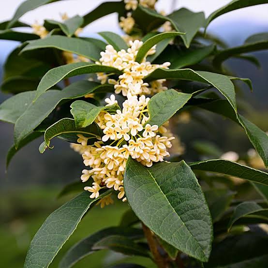 Tanaman Bonsai Osmanthus Wangi