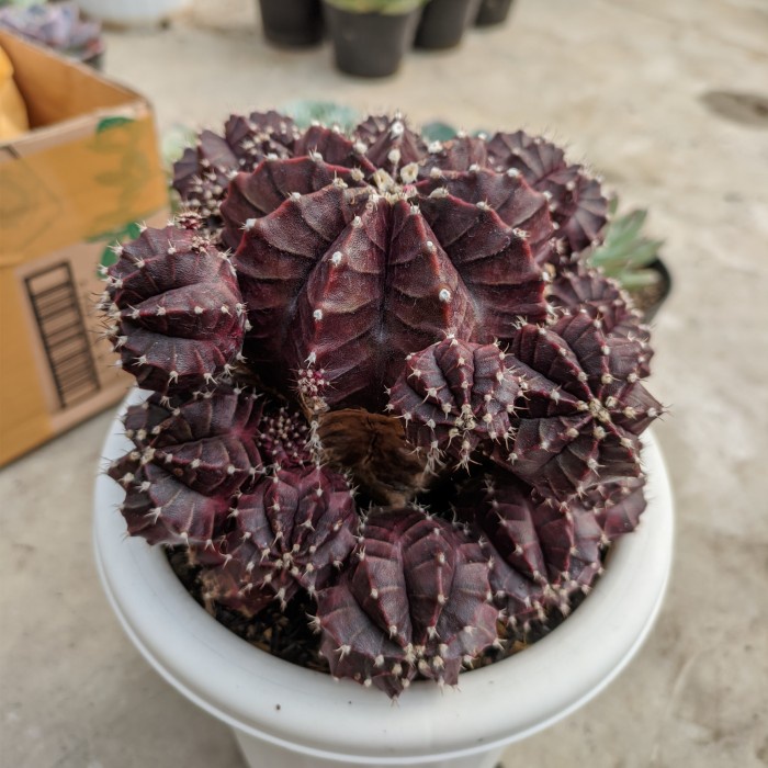 New Tanaman Hias Kaktus Sekulen Gymno Red Korea Sp 2 Original