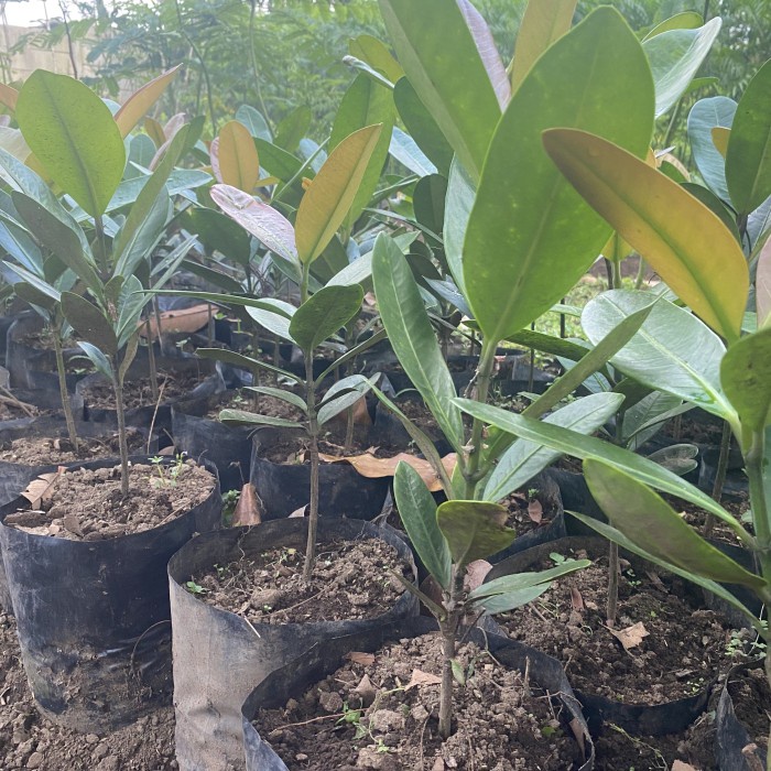 Terlaris- Bibit Fukogi - Tanaman Garcinia Subelliptica - Pohon Kebahagiaan -Tanaman Garnesia