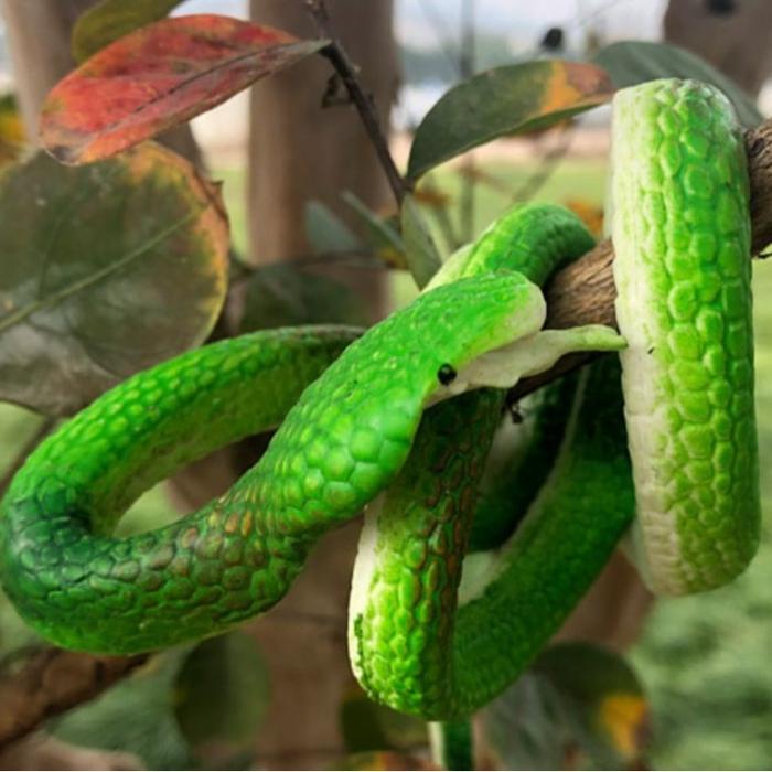 ID MAINAN PRANK ULAR COBRA/KADAL/DOLPHIN/SCORPIO PALSU KARET SILIKON LEMBUT MIRIP ASLI UKURAN BESAR