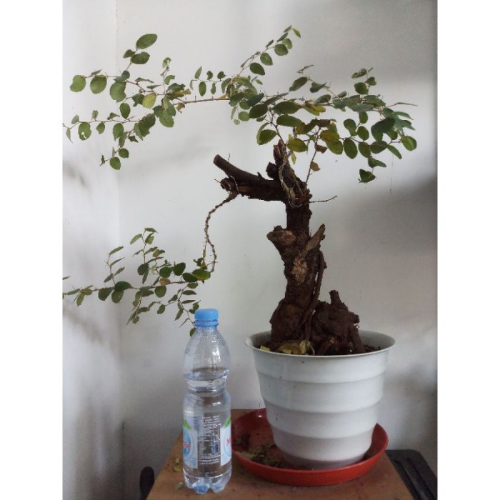 Dijual Bidara Arab bahan bonsai UNIK Limited