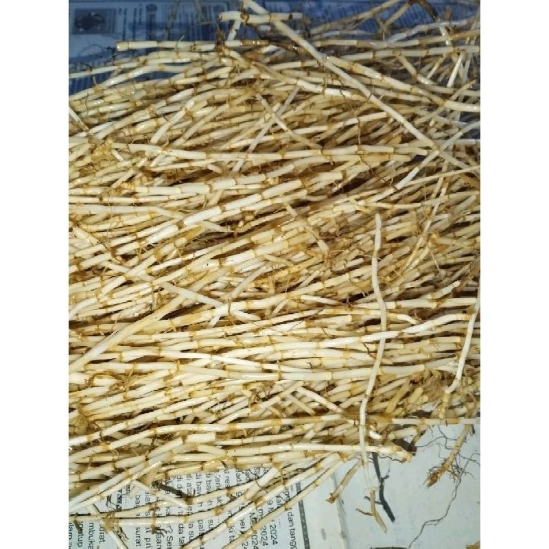 

FRESH Akar alang alang segar 100gram akar ilalang/eurih organik