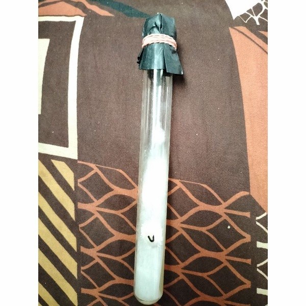 Fresh Flower Bibit Jamur Tiram Putih F0