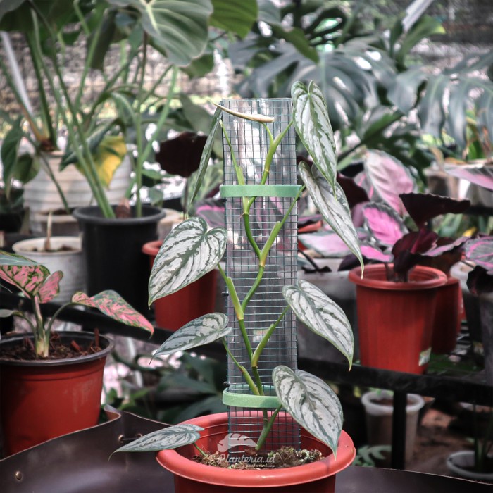 Fresh Flower Turus Tanaman Turus Mika 40 Cm