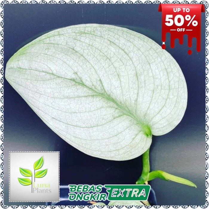 Fresh Flower Scindapsus Silver Hero Platinum - Tanaman Scindapsus Silver Platinum