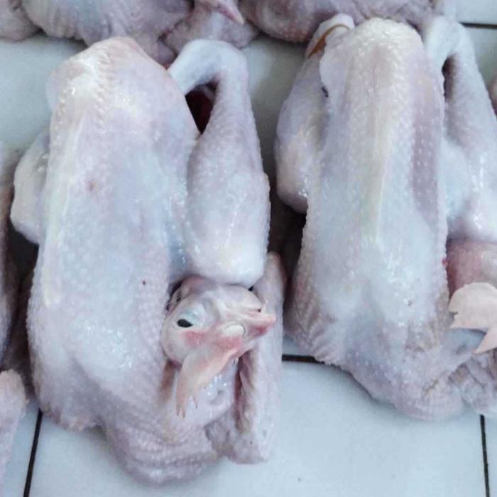 

Ayam Pejantan Kalasan Segar Fresh 600 - 700 Gram