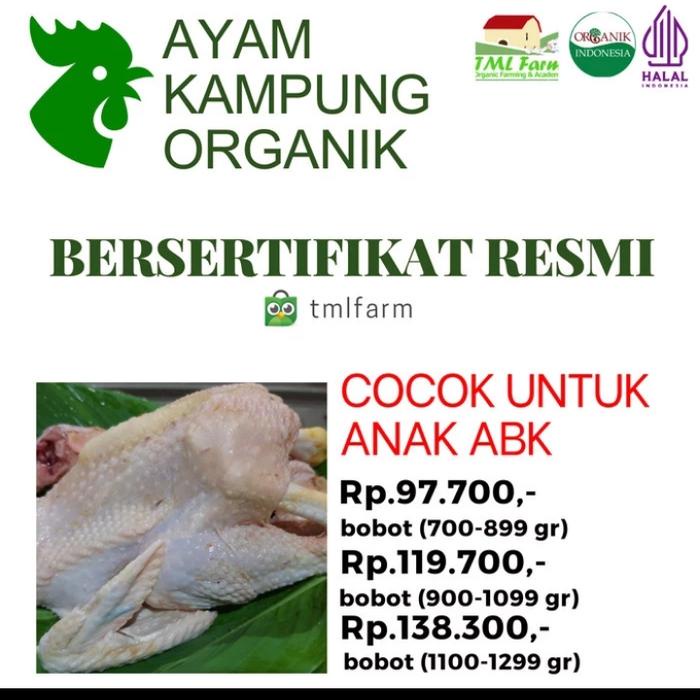 

Ayam Kampung Organik Sertifikat Halal Mui Resmi