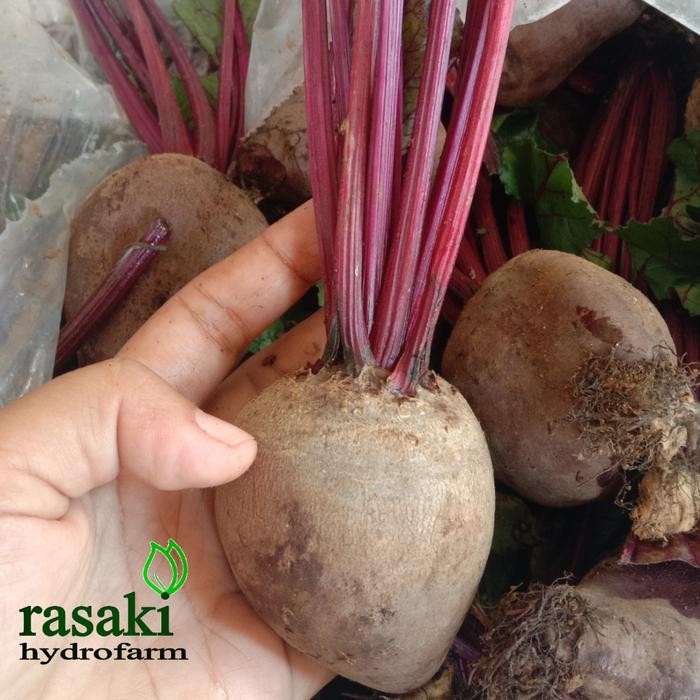 

BisaInstan- buah bit organik beet root segar fresh original super 3 kg